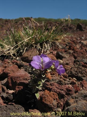 Viola cotyledon